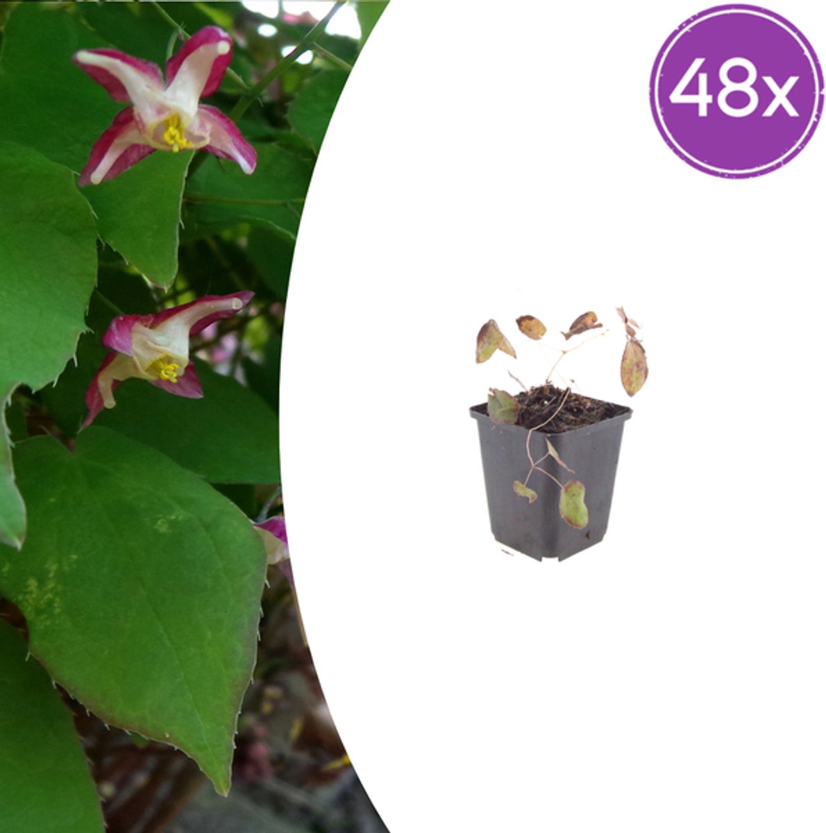 48x Epimedium rubrum - 10-25cm - Ø9cm