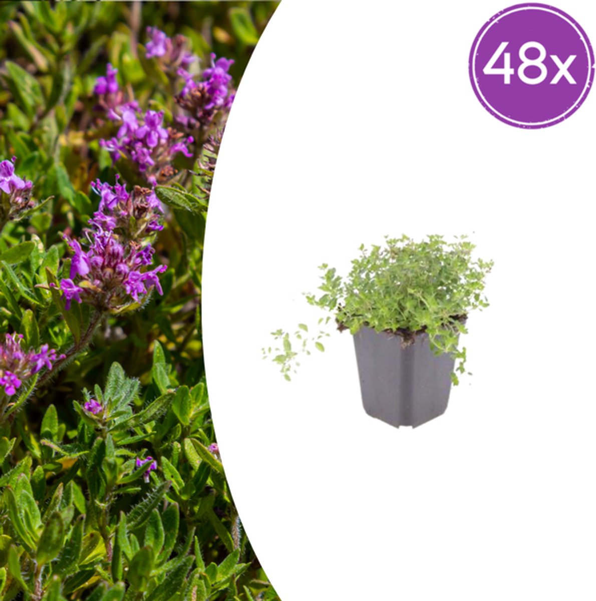 48x thymus serpyllum - 10-25cm - Ø9cm