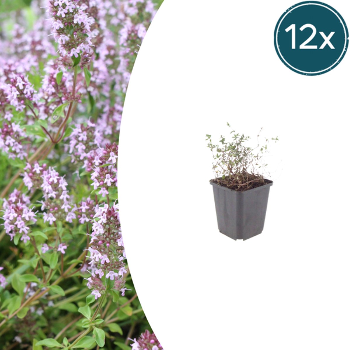 12x Thymus vulgaris - 10-25cm - Ø9cm