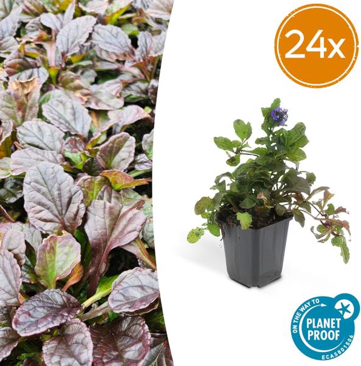 24x Ajuga reptans - 10-25cm - Ø9cm