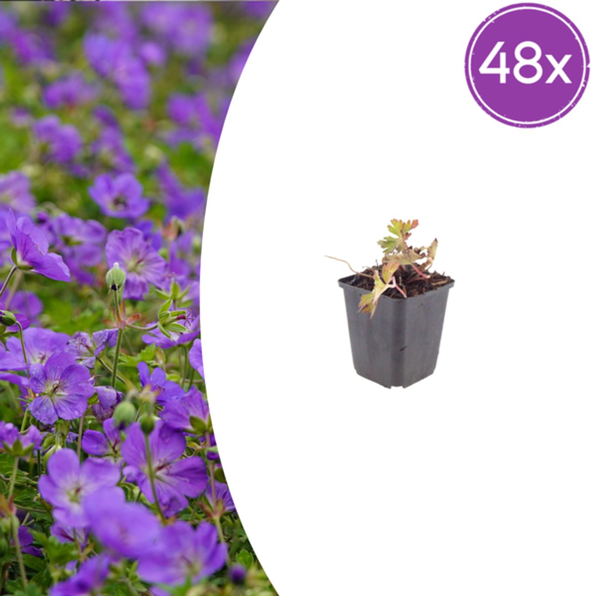 48x Geranium 'Azure Rush' - 10-25cm - Ø9cm