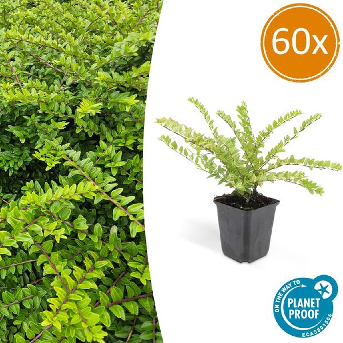 60x Lonicera nit. 'Maigrün' - 10-25cm - Ø9cm