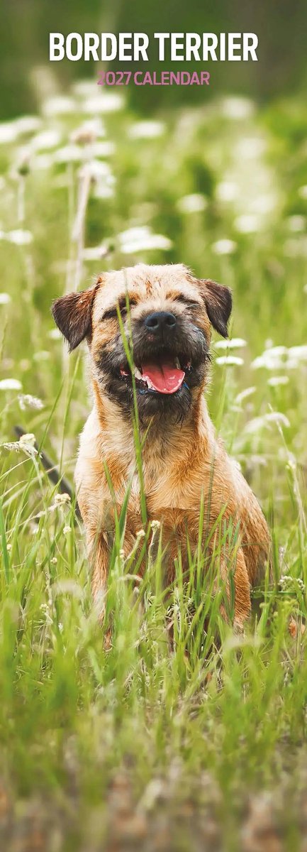 Border Terrier Kalender 2027 Slimline