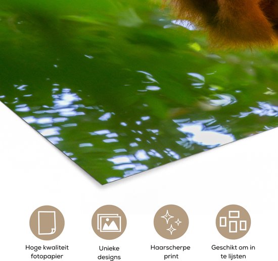 Gros plan d'un singe dans un arbre 180x120 cm XXL / Groot format!