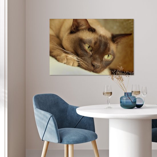 Poster Bruin gekleurde Burmese kat - 60x40 cm
