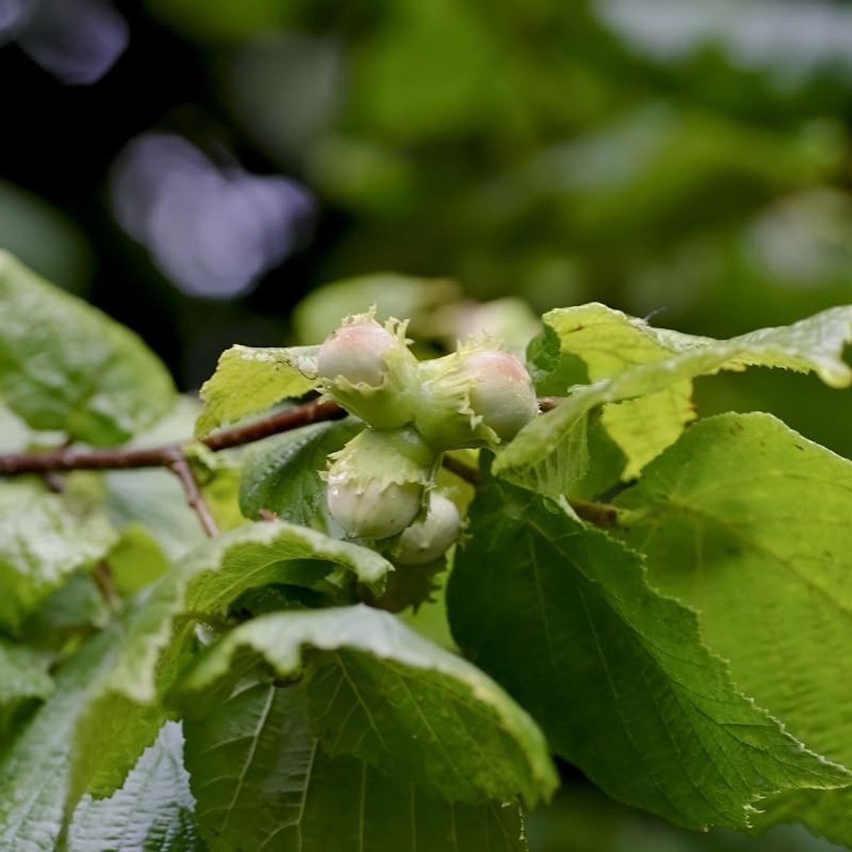 Fruitstruik Hazelaar - Hazelnootboom - Zelf Noten Oogsten - Winterharde Sierplant - 100/120 cm - Geel
