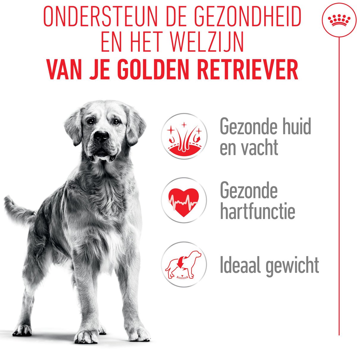 Royal Canin Golden Retriever Adult thumbnail 2