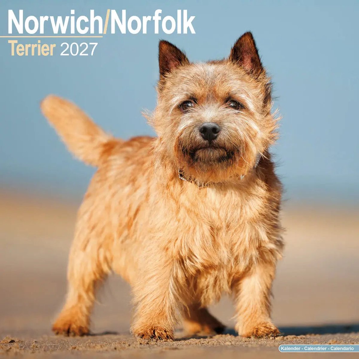 Norwich en Norfolk Terrier Kalender 2027