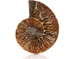 EGoods - Fossiel Schelp Specimen met Oude Geschiedenis en Retro Stijl - Natuurlijke Stenen en Mineralen met Ammoniet {{$Keyword}}, {{$Keyword}} en {{$Keyword}}.