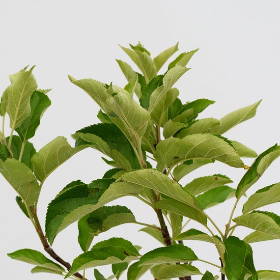 Een jonge appelboom met groene bladeren en bruine takken, tegen een witte achtergrond.