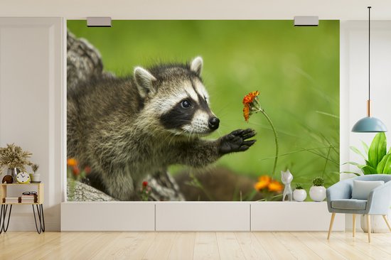 Le raton laveur sort la patte de la fleur d'oranger 360x240 cm