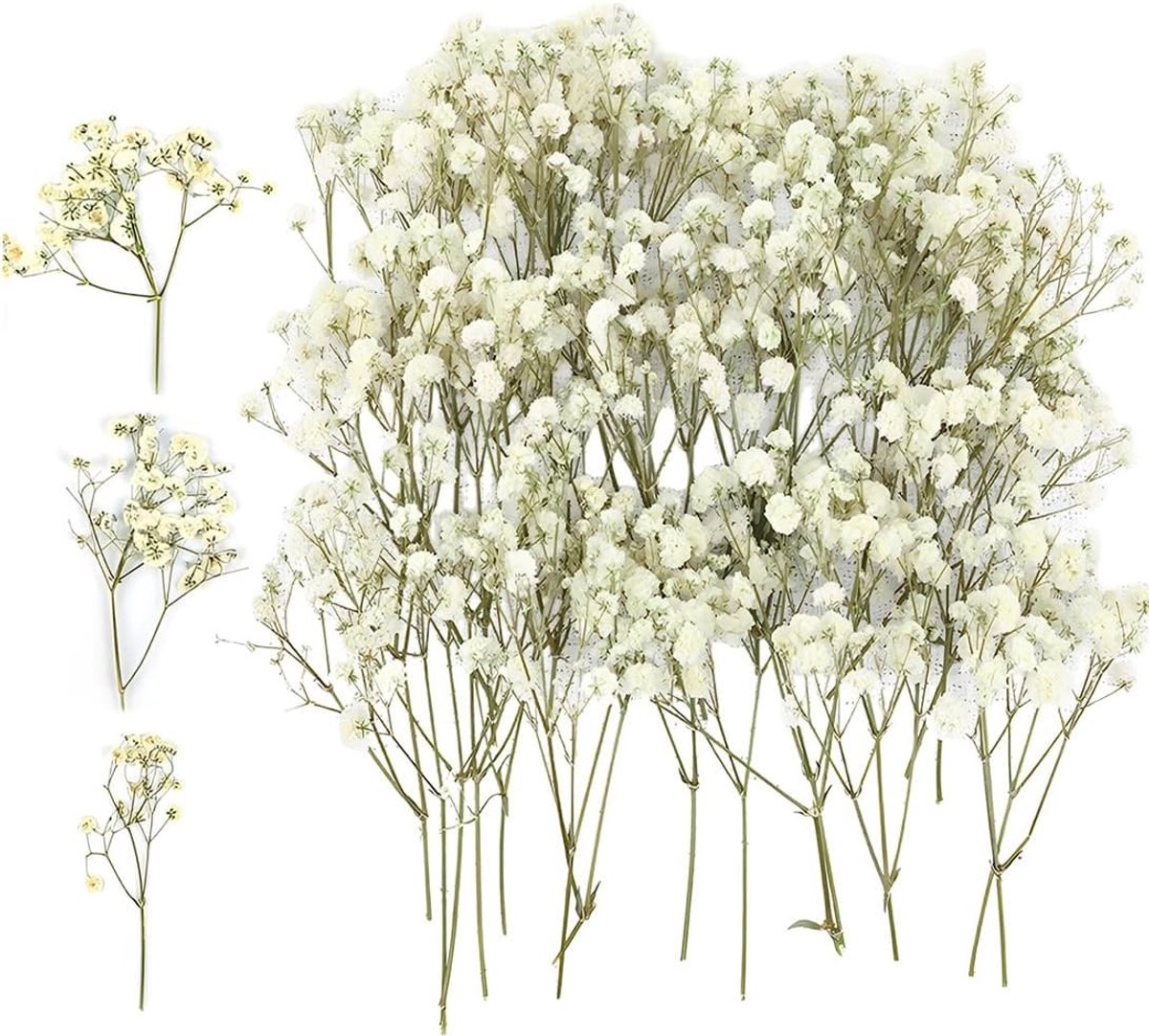 50 stuks gedroogde mini-bloemen voor decoratie, fotolijsten en nail art, echt natuurlijk wit