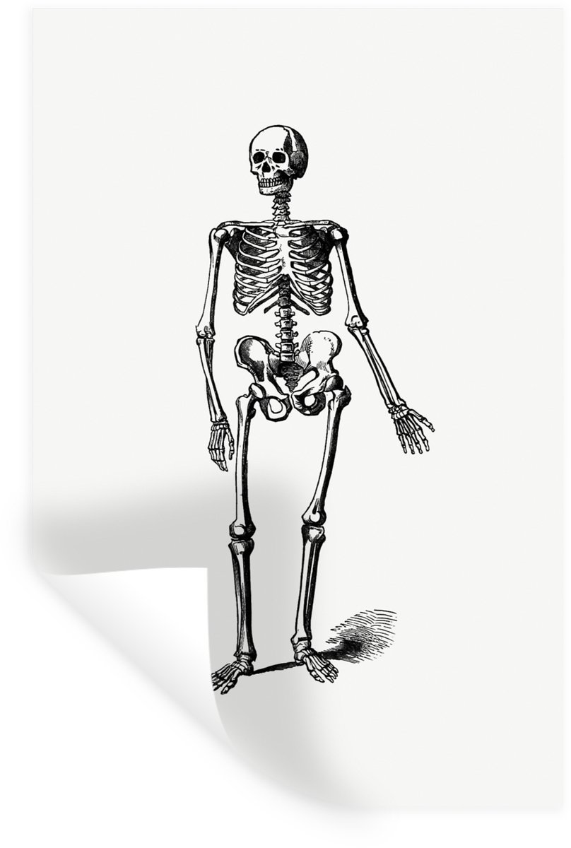 Muurstickers - Sticker Folie - Vintage - Skelet - Anatomie - 60x90 cm - Plakfolie - Muurst