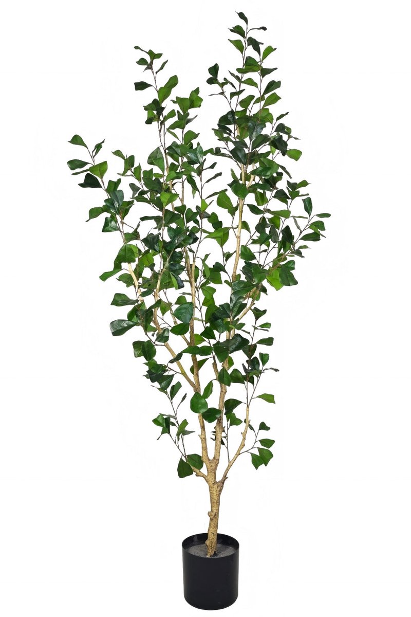Ficus Triangularis Kunstplant 180cm