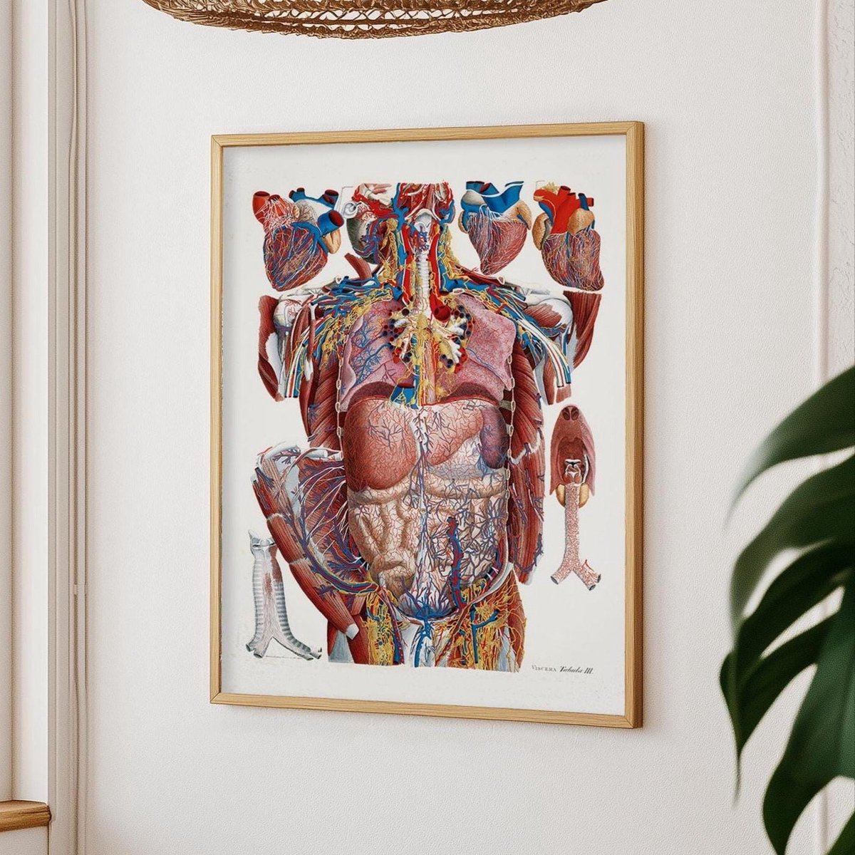 Thorax poster, anatomische print 30 x 40 cm