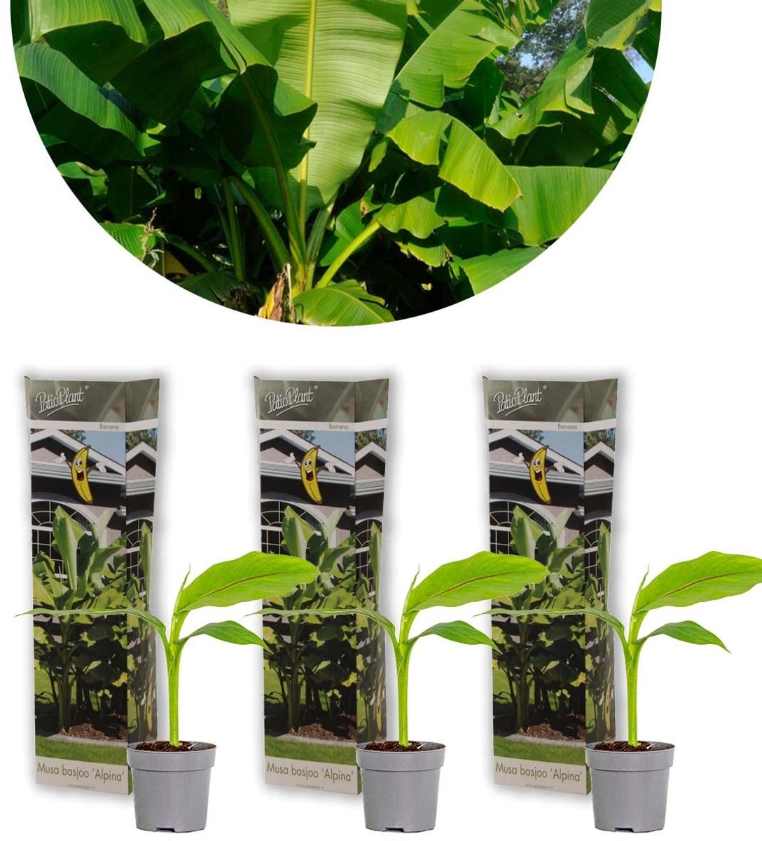 Solidchoice - Set van 3 Musa Basjoo Bananenplanten - Winterhard en Onderhoudsarm