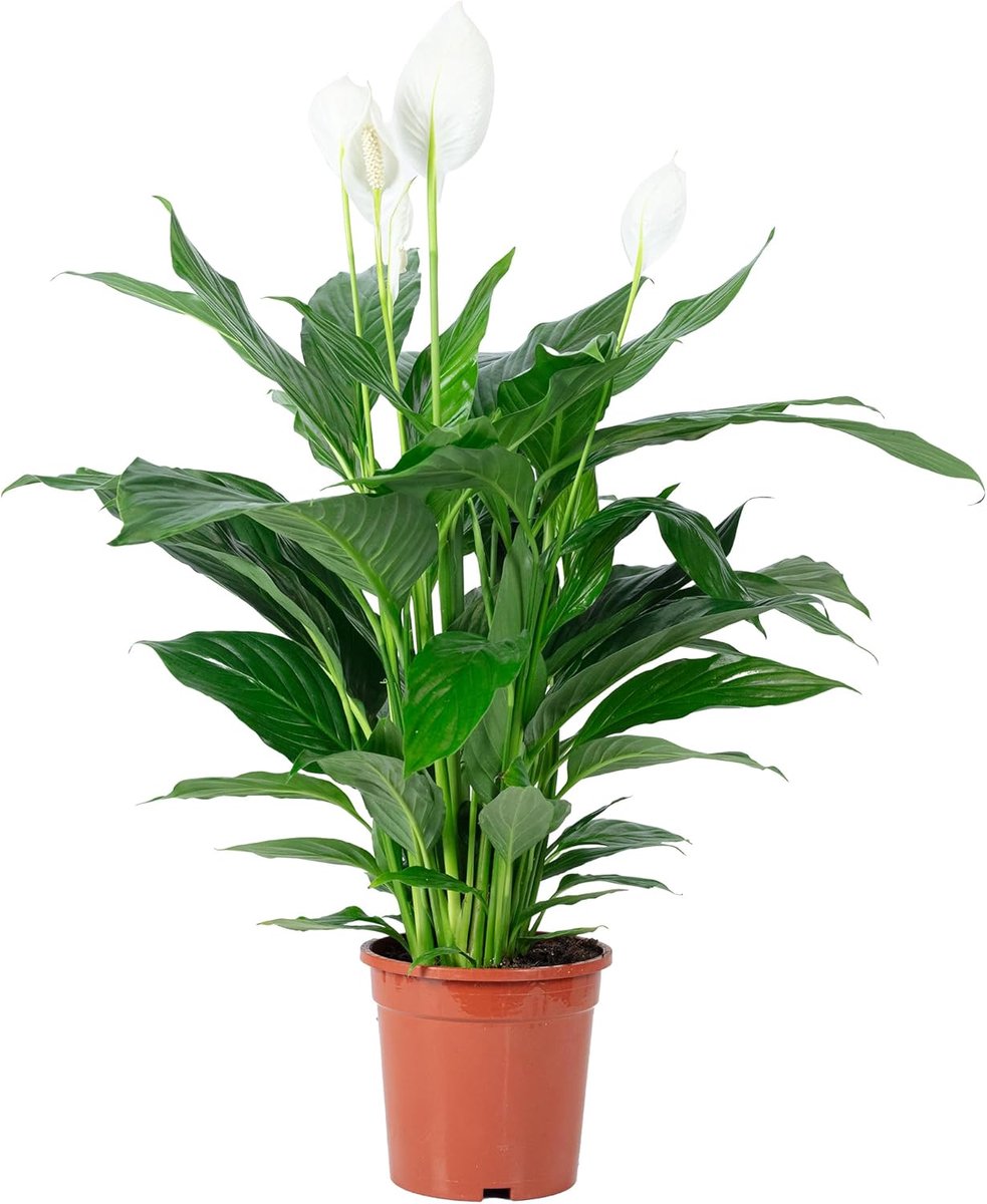 Spathiphyllum Lauretta - hoogte 90 cm - pot Ø 19 cm - voor woonkamer en kantoor - ShopVlot