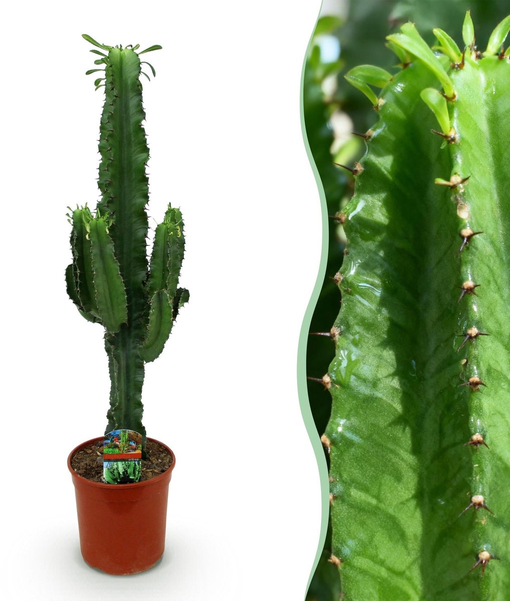 Kamerplant - Euphorbia eritrea - Afrikaanse melkboom - Weinig onderhoud - Groen - 1 - Pot 19cm - Hoogte 70cm