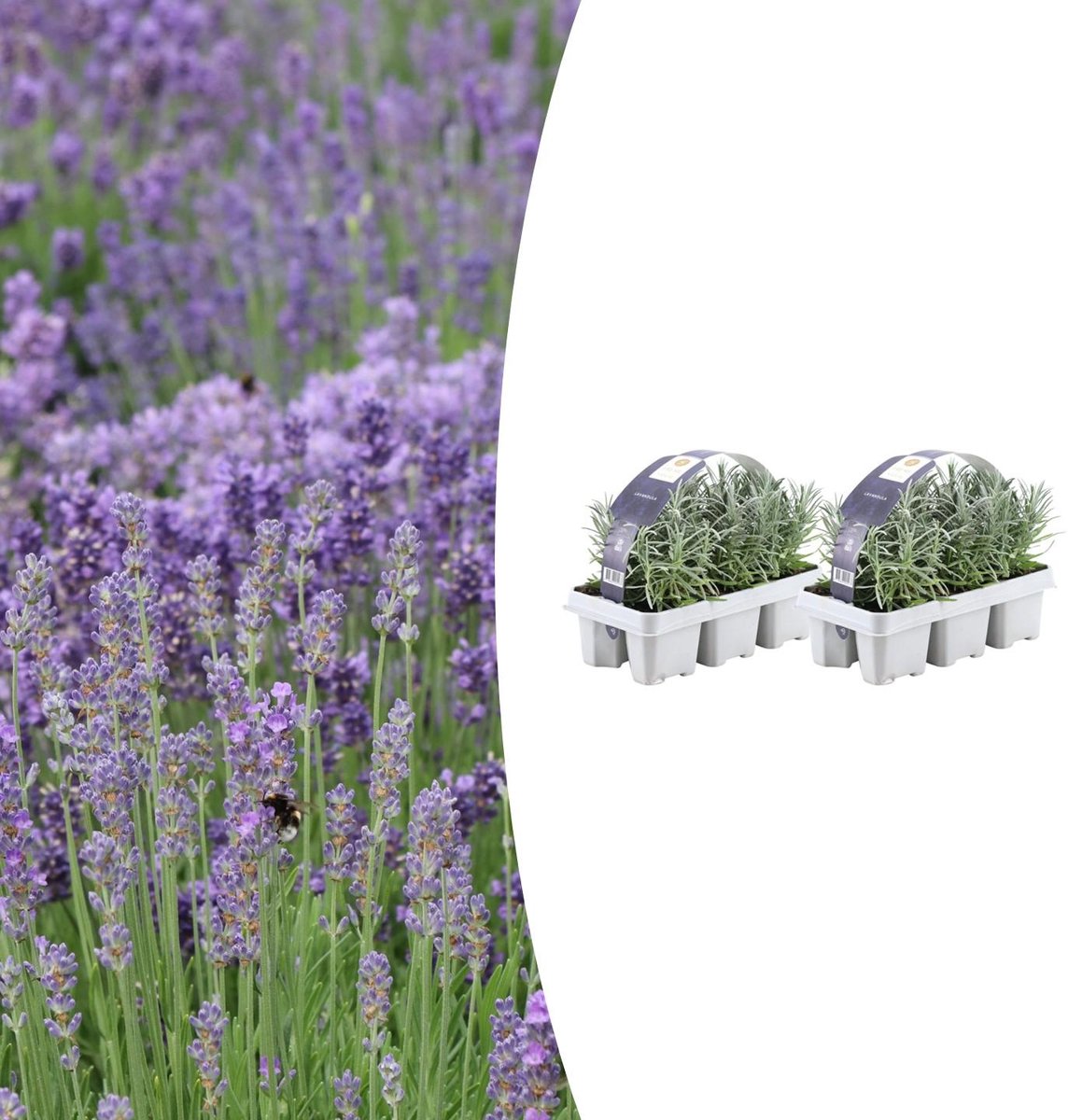 2x 6 pack Lavendel angustifolia - Ø7 cm - 15 cm