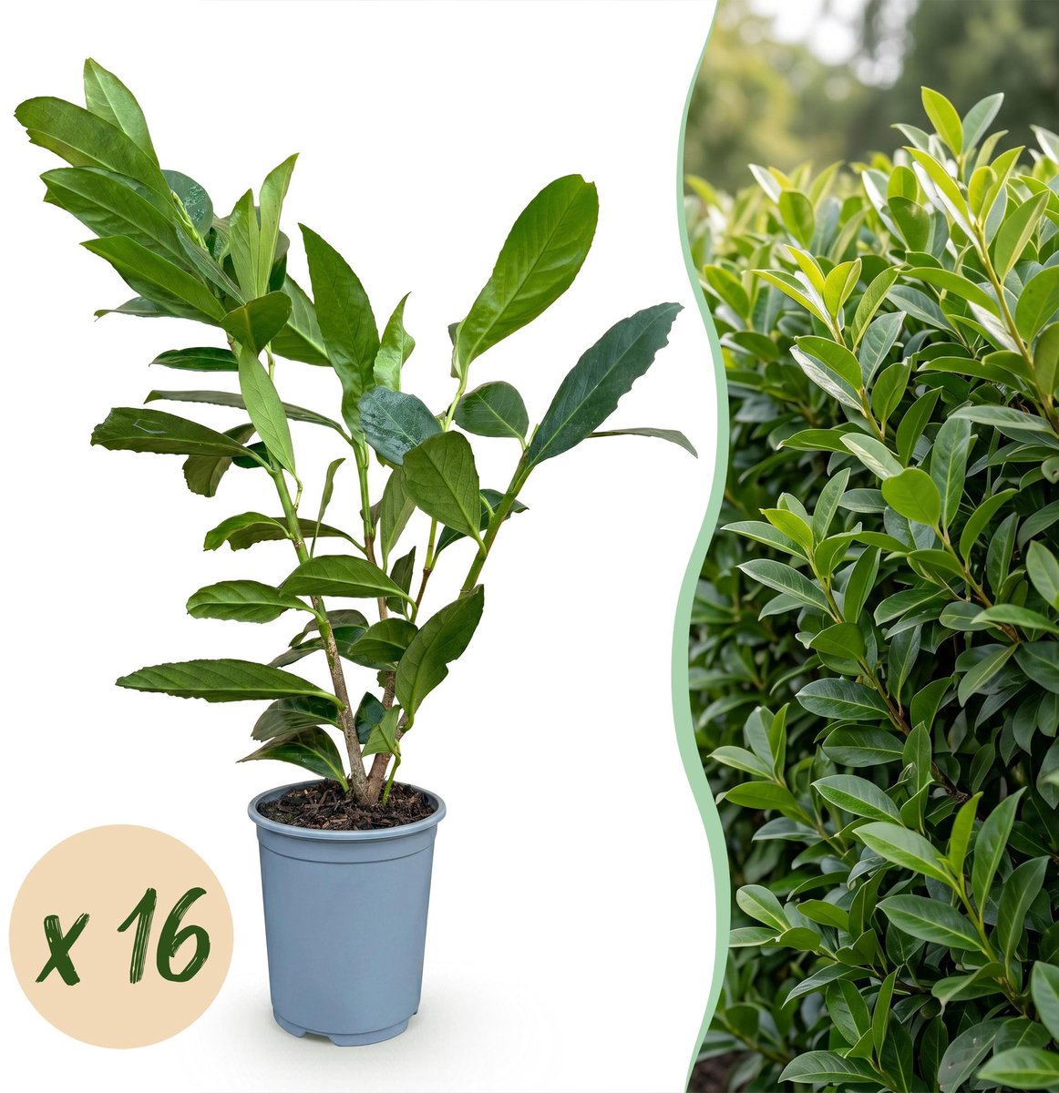 16x Prunus laur. Caucasica - Laurierkers - Haagplanten - Groenblijvend - Groen - Pot 9cm - Hoogte 25-35cm