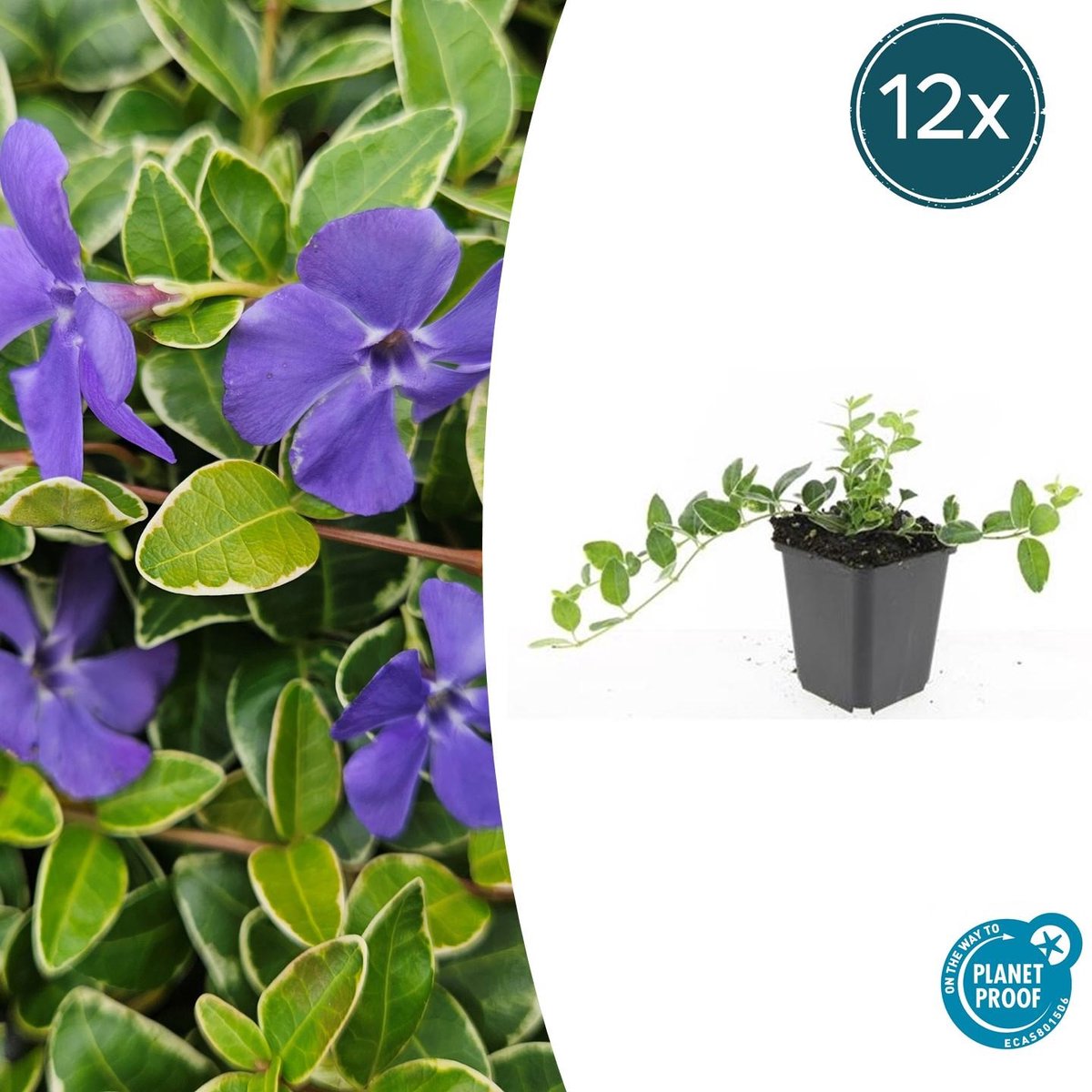 12x Vinca minor 'Argenteovariegata' - 10-25cm - Ø9cm
