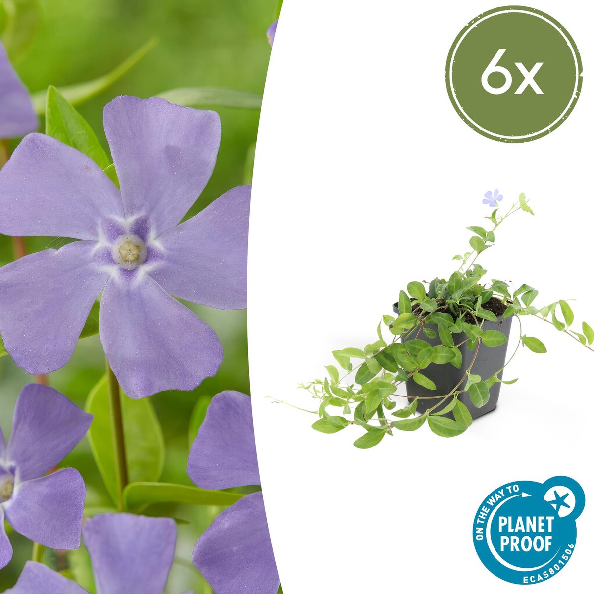 6x Vinca minor 'La Grave' - 10-25cm - Ø9cm