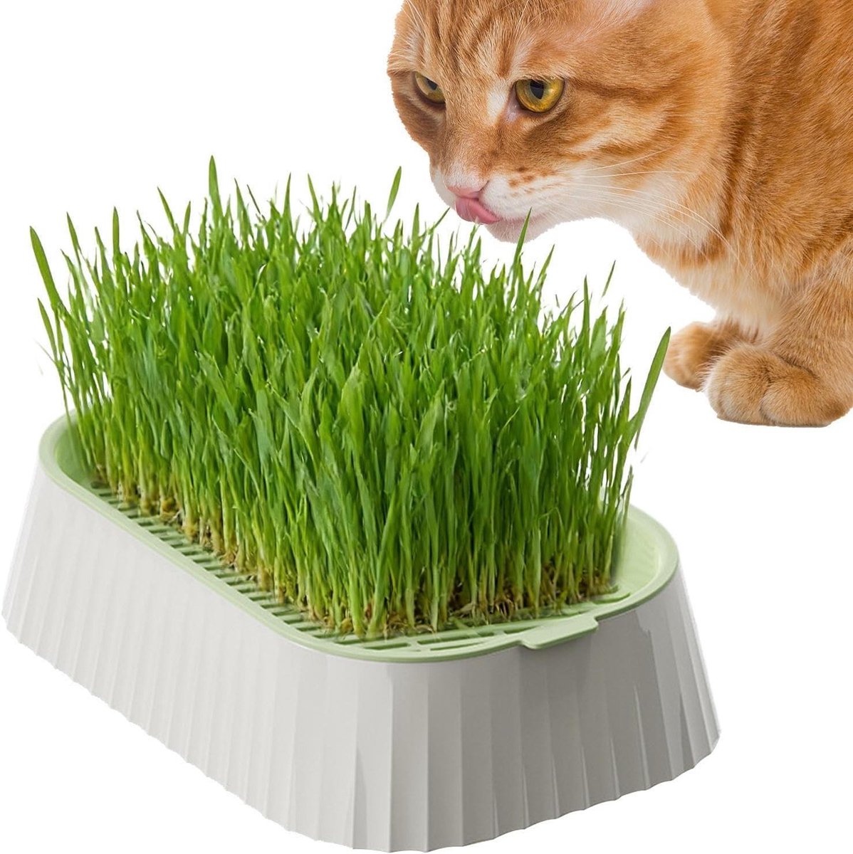Kattenplantenbak Hydrocultuur - Kattenbak Groei - Kattenkruid Kweken - Antislip Basis - 19 x 12.8 x 5.4 cm - Groen