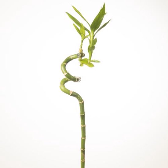 Een gedraaide, spiraalvormige stengel van geluksbamboe met groene bladeren aan de top.