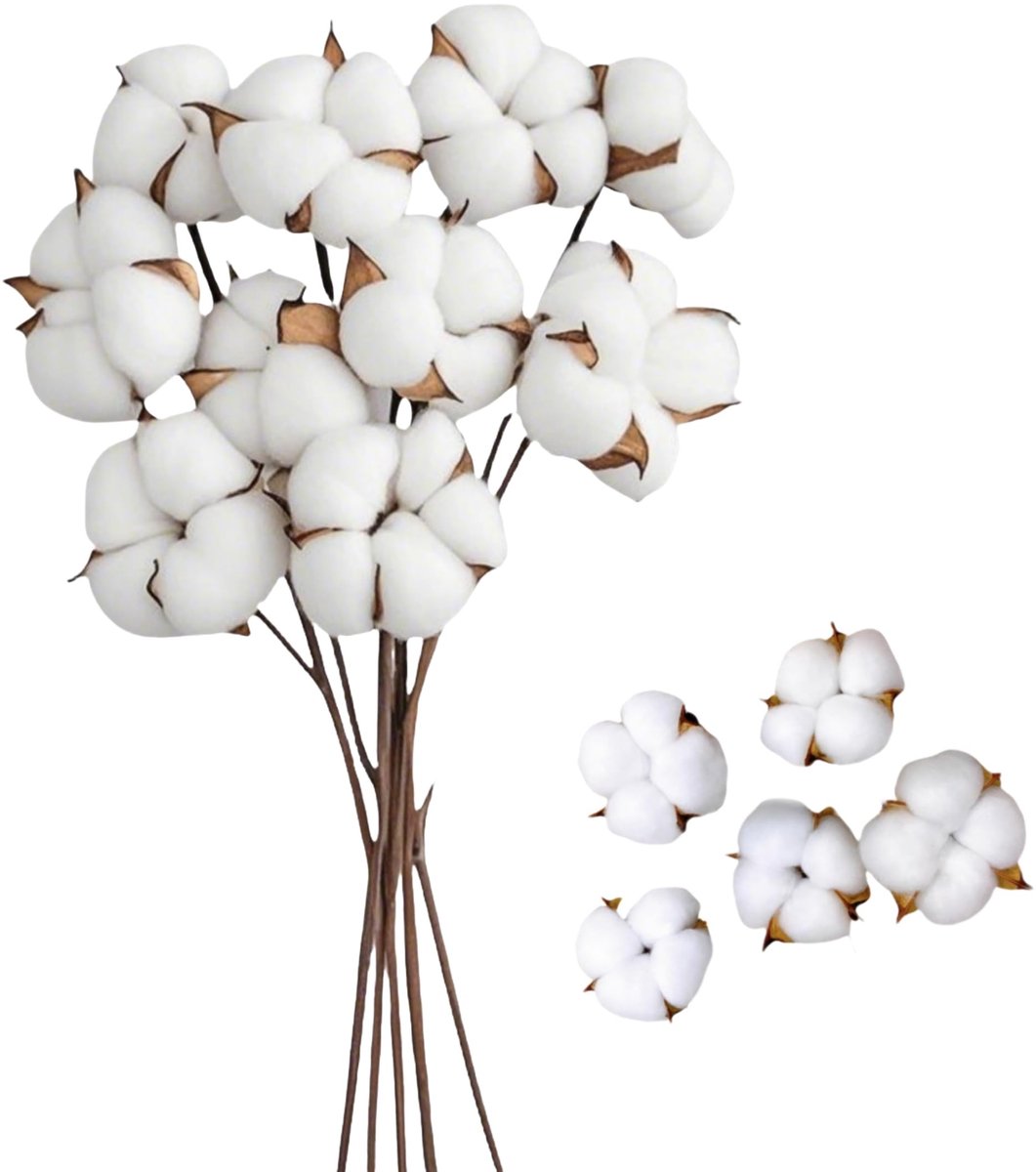 Solidchoice - 15 Stukken Droog Katoen Bloemen en Stelen, Natuurlijke Decoratie