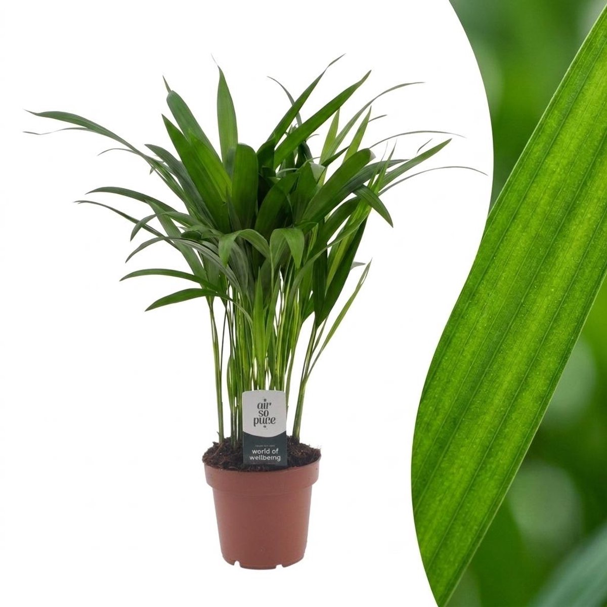 Plantenboetiek.nl | Areca Lutescens - Goudpalm - Ø12cm - 35-45cm hoog