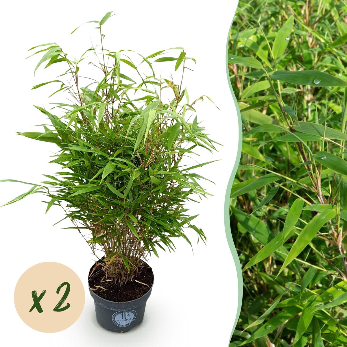 Plantenboetiek.nl | Fargesia Rufa - Niet Woekerende Bamboe - Bladhoudend - Groen - 2 Planten - Ø23cm - 70-80cm hoog - Tuinplant