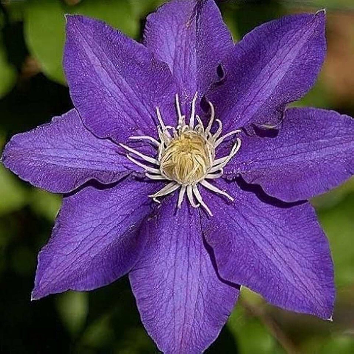 2 x Clematis The President - Set van 2 Klimplanten - Blauw, Meerjarig & Winterhard | 2 x 1.5 liter pot