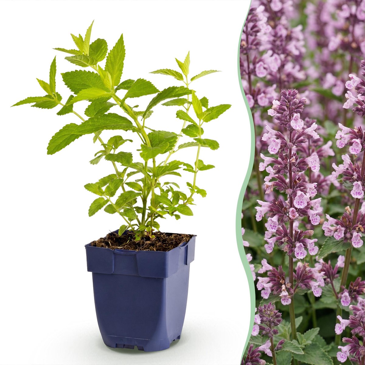 Plantenboetiek.nl | Nepeta sib. Wild Orchid - Kattenkruid - Bijen en Vlinderlokkers - Roze - Ø11cm - 15-25cm hoog - Tuinplant