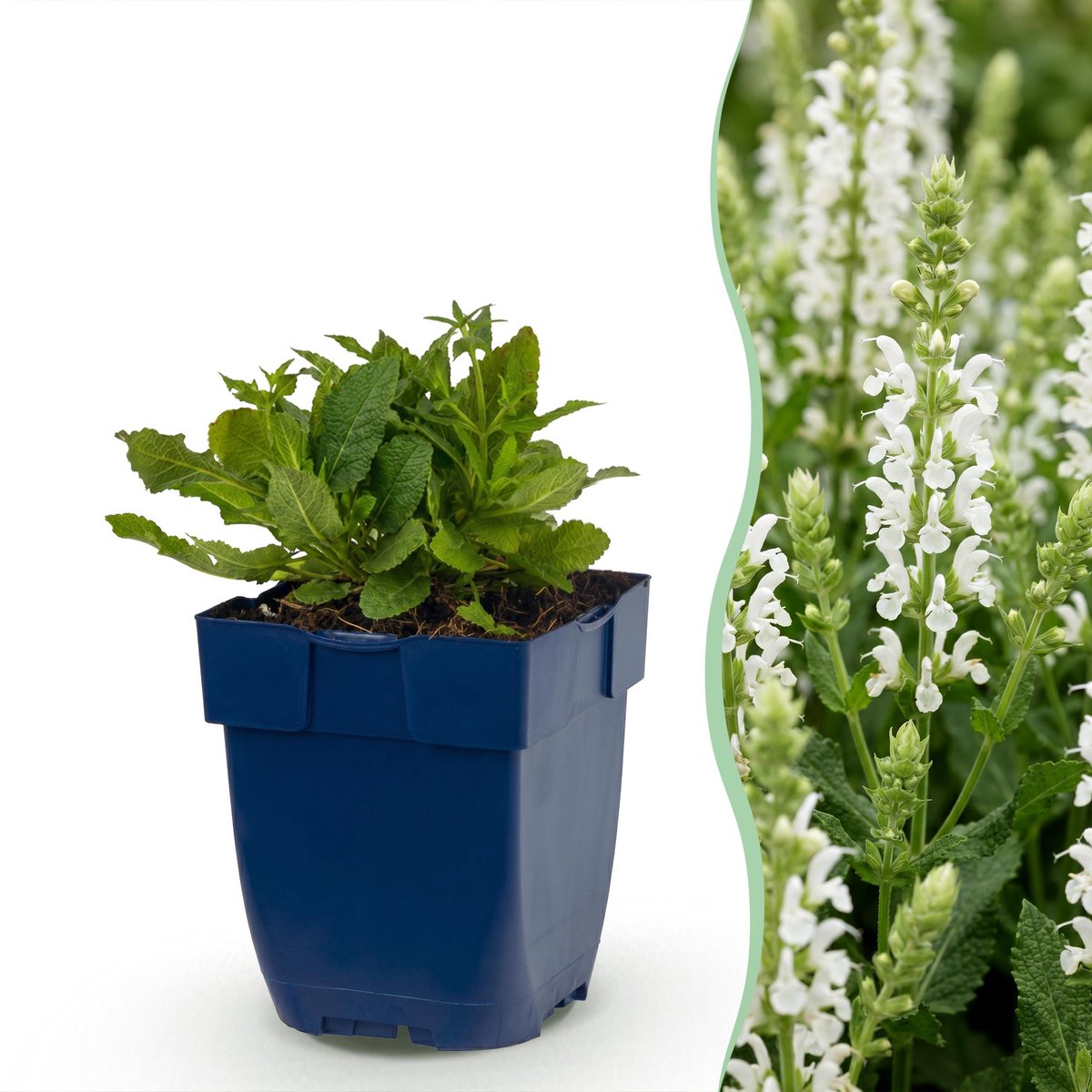 Plantenboetiek.nl | Salvia nem. Schneehügel - Salie - Bijen en Vlinderlokkers - Wit - Ø11cm - 15-25cm hoog - Tuinplant
