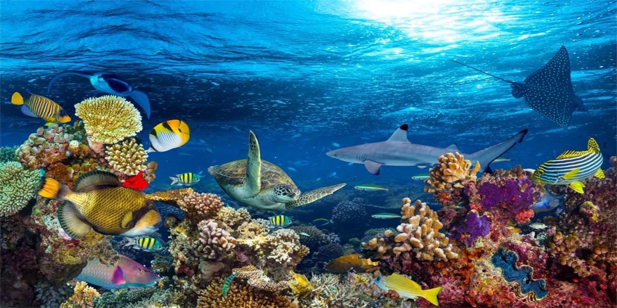 Aquarium Achtergrond Poster - Vis Tank Decoratie - Aquarium Aankleden - Levendige HD Beelden - 91 x 41 cm