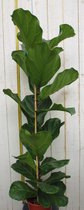 Kamerplant groot Ficus lyrata 100 cm