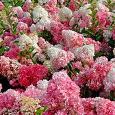 Hydrangea Paniculata 'Vanille-Fraise' - Pluimhortensia roze-wit - ↑ 25-30cm - Ø 15cm