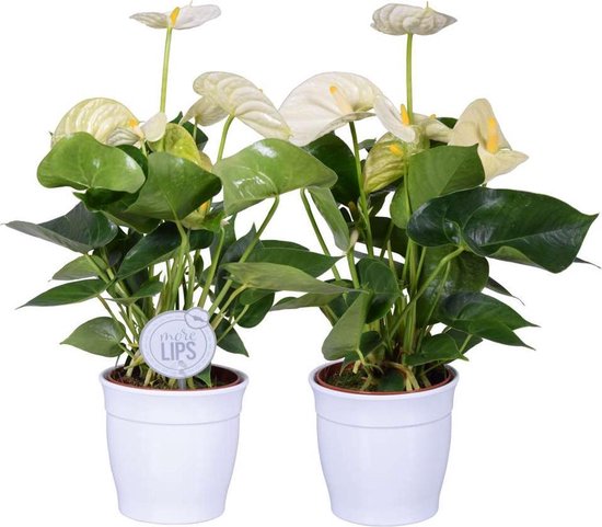 Hijsen Varen Fonkeling MoreLIPS® - 2 Flamingoplanten wit - luchtzuiverende kamerplanten - in witte  keramiek... | bol.com