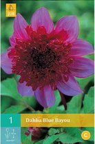 1 Dahlia Blue Bayou