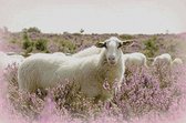 Borduurpakket Schapen op de hei