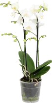 Orchidee van Botanicly – Vlinder orchidee – Hoogte: 45 cm, 2 takken, witte bloemen – Phalaenopsis Snow Flake