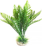 Sydeco hottonia plant 26cm