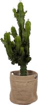 Cactus van Botanicly – Cowboycactus met een jutezak als set – Hoogte: 59 cm – Euphorbia ingens