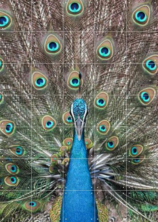 IXXI Peacock in India - Wanddecoratie - Dieren en insecten - 100 x 140 cm
