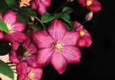 Fotobehang - Vlies Behang - Bloemen op Zwarte Achtergrond - 368 x 254 cm