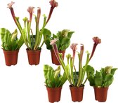 Plant in a Box - Sarracenia purpurea - Vleesetende plant - Set van 6 - Bekerplant - Kamerplant - Pot 5,5cm - Hoogte 10-15cm