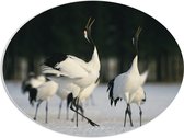 PVC Schuimplaat Ovaal - Fluitende Kraanvogels in landschap Vol met Sneeuw - 68x51 cm Foto op Ovaal (Met Ophangsysteem)