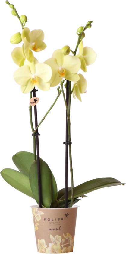 Orchidées Colibri | Orchidée Phalaenopsis jaune - Voltera - pot Ø12cm |  plante... | bol.com