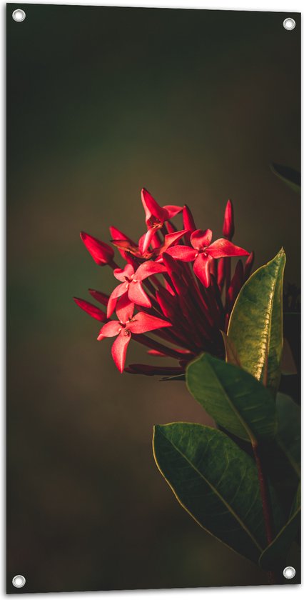Tuinposter – Achter de Geranium Bloemen aan Plant - 50x100 cm Foto op Tuinposter (wanddecoratie voor buiten en binnen)