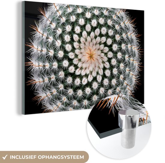 Glasschilderij - Planten - Cactus - Groen - Wit - Foto op glas - Wanddecoratie - 150x100 cm - Glazen plaat - Schilderij glas